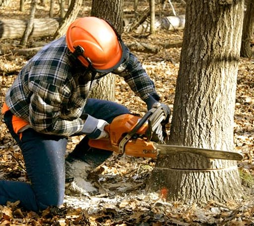 Tree Removal in Cabot, VT